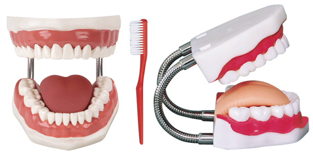 牙护理保健模型
