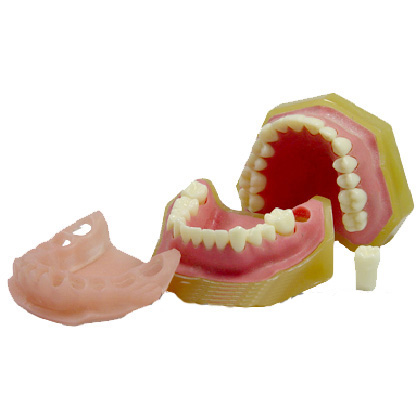 <b>标准牙颌模型C</b>