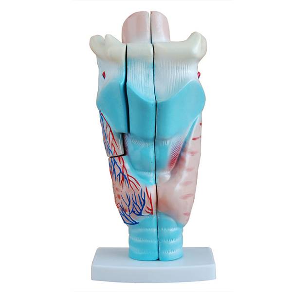 <b>喉头解剖模型</b>