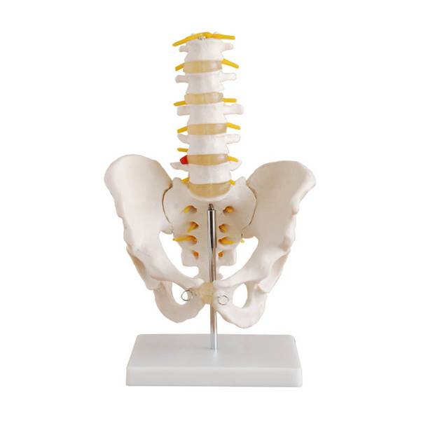 骨盆带五节腰椎模型（自然大）