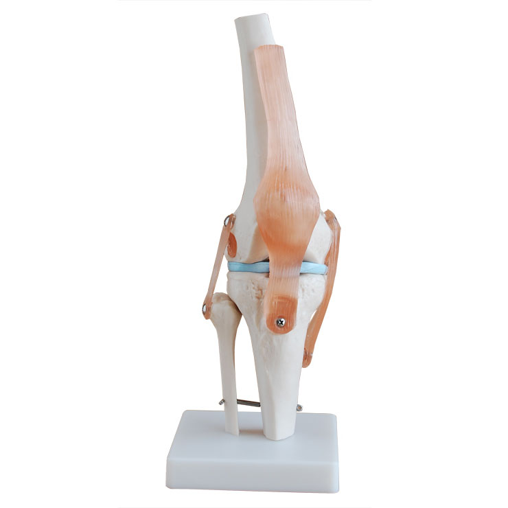 膝关节模型（自然大）