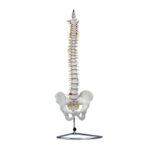 自然大脊椎模型（带骨盆）