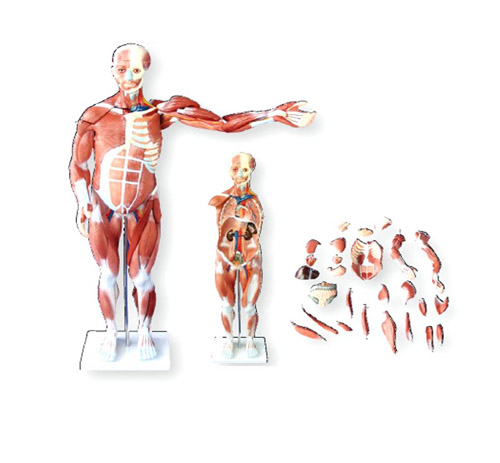 <b>80CM人体肌肉模型(27件)</b>