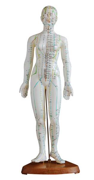 <b>人体针灸模型(女性)高48cm</b>
